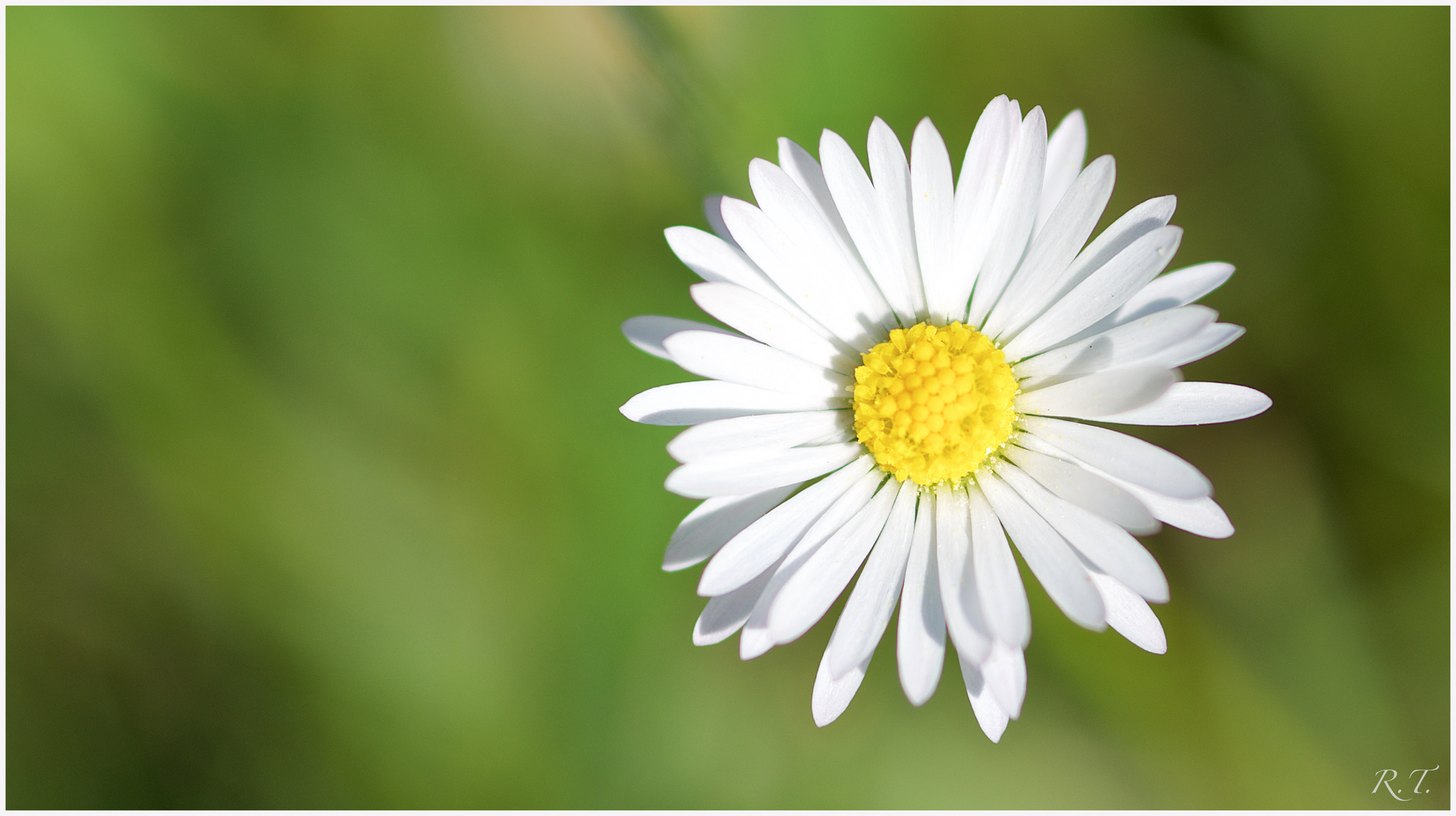 einsames Gänseblümchen