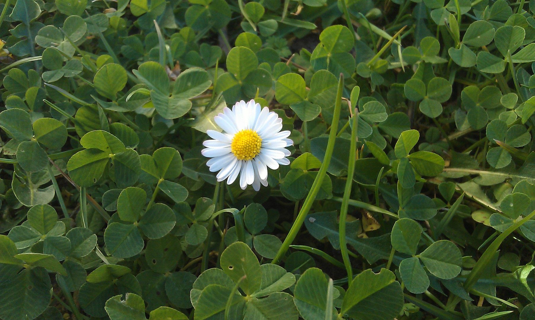 Einsames Gänseblümchen