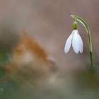 einsames Glöckchen