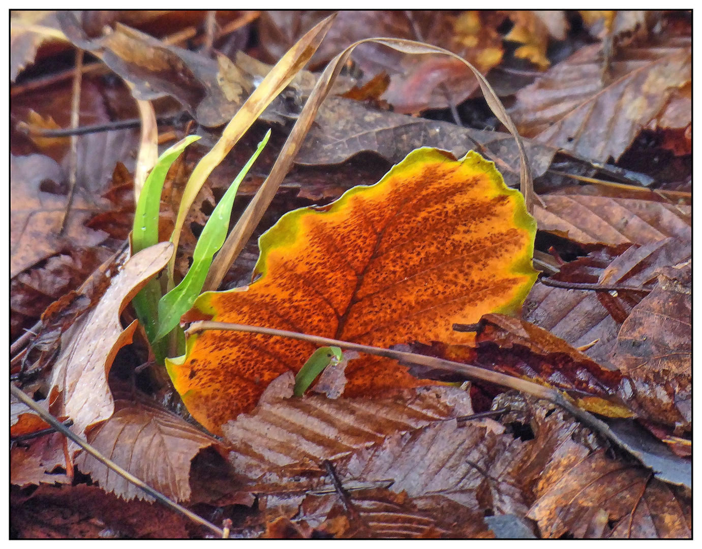 Einsames Herbstblatt