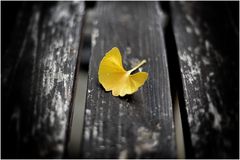 Einsames Herbstblatt