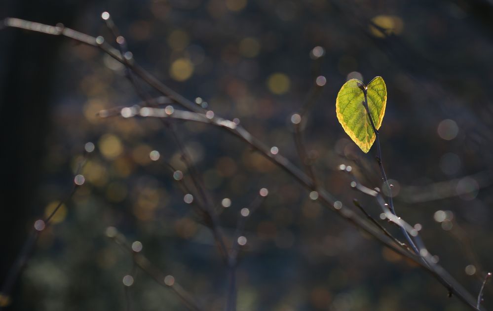 Einsames Herz