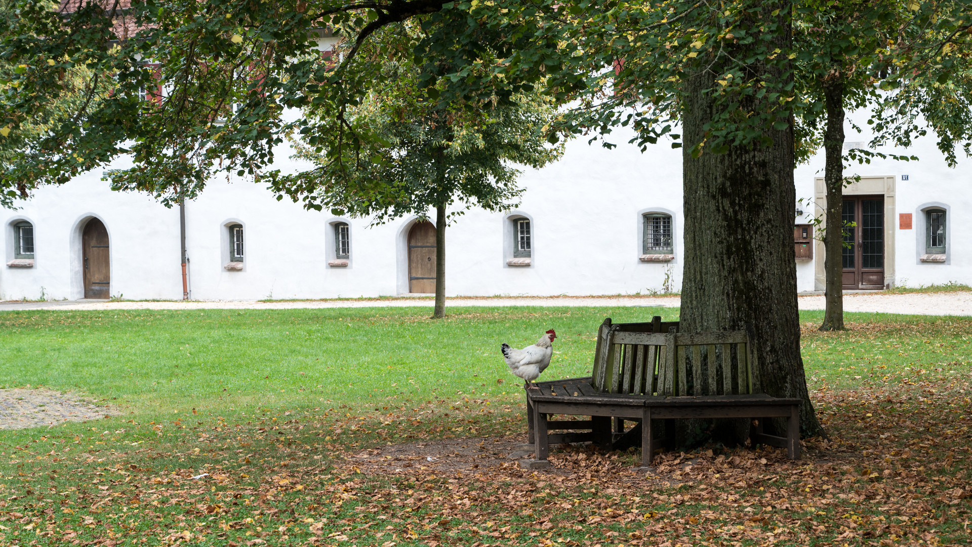 einsames Huhn