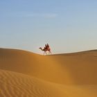 Einsames Kamel in der Wüste Thar