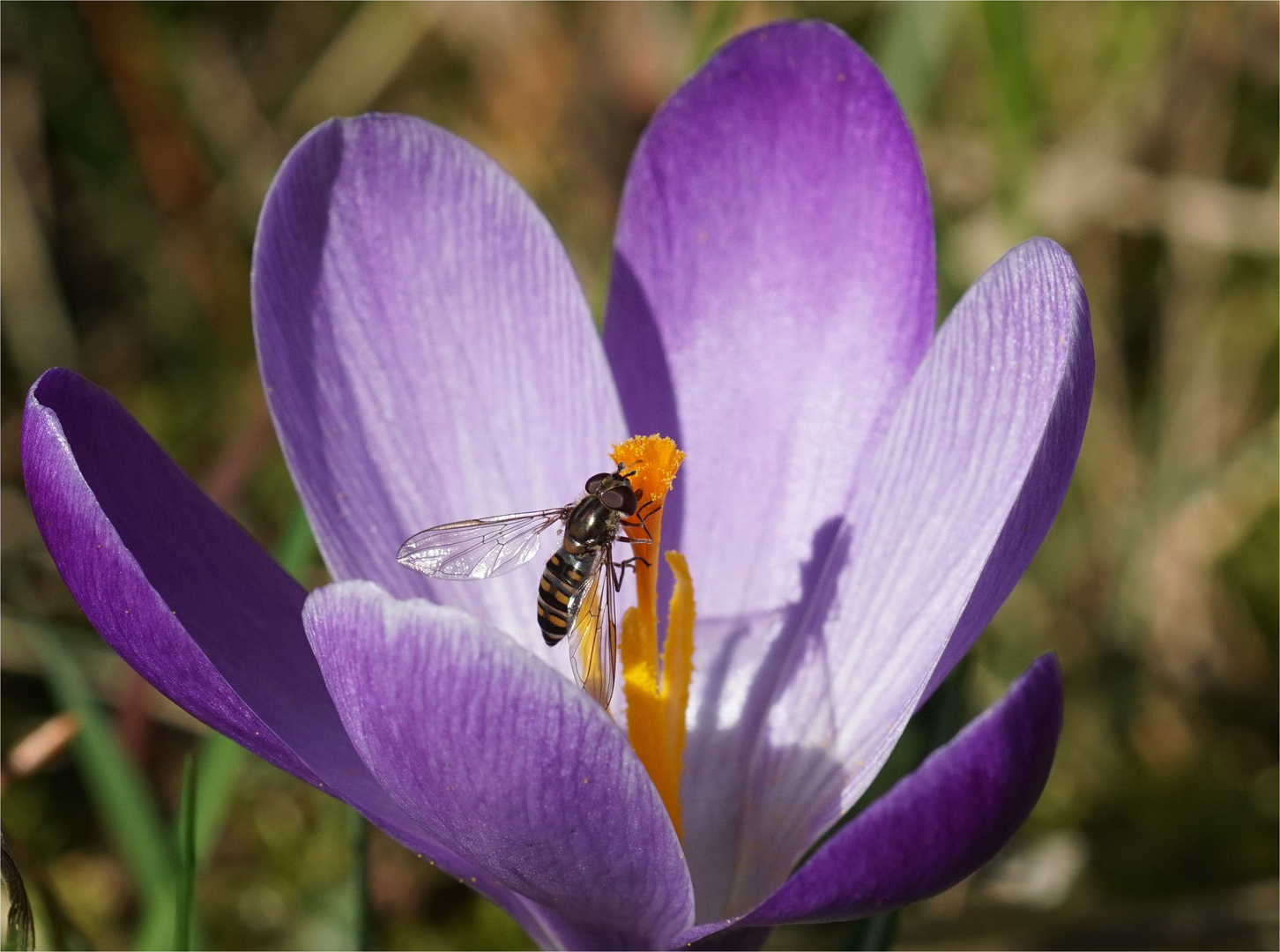 Einsames Krokus im Wald mit Schwebefliege