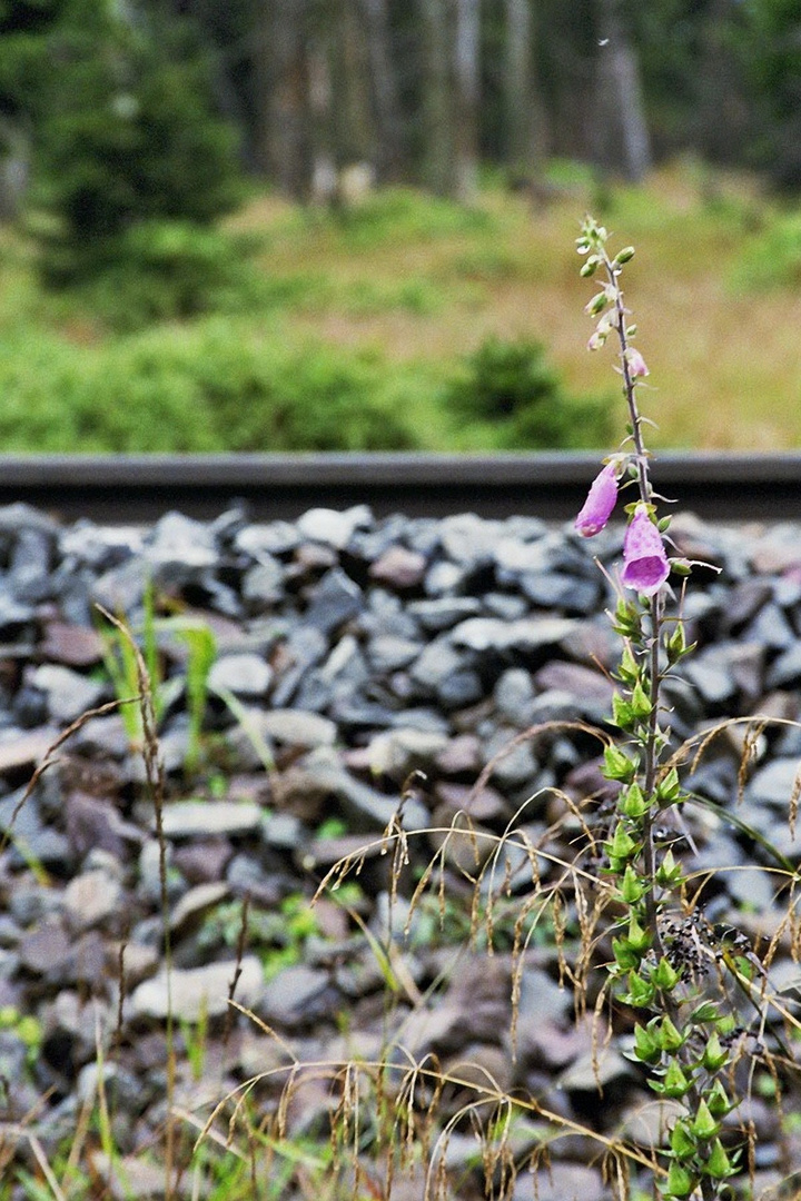 Einsames Leben am Bahndamm.