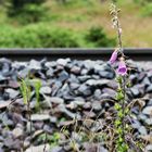 Einsames Leben am Bahndamm.