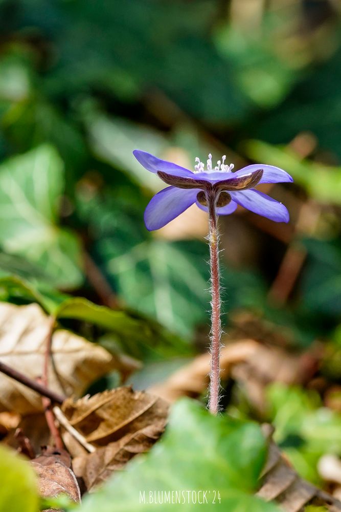 Einsames Leberblümchen