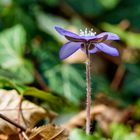 Einsames Leberblümchen