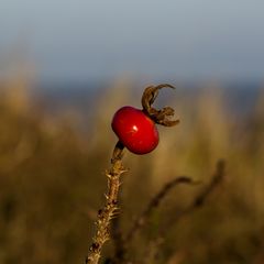 einsames leuchten