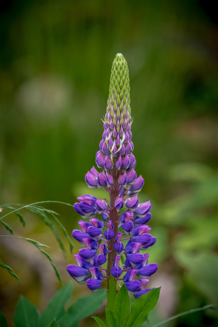 "Einsames Lupinchen"