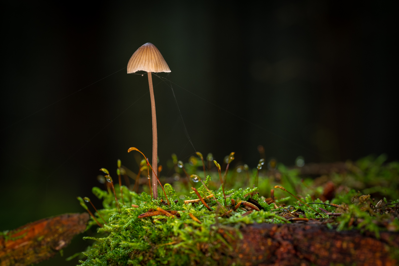 Einsames Männlein im Walde