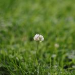 Einsames Mittwochsblümchen