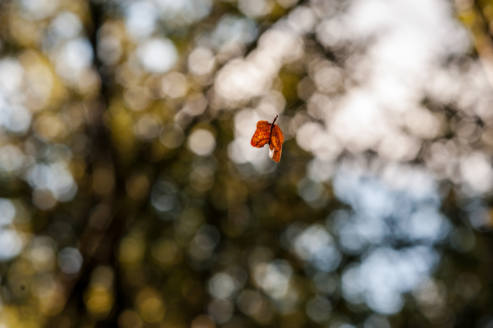 Einsames oranges Blatt fliegt im Wind