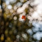 Einsames oranges Blatt fliegt im Wind