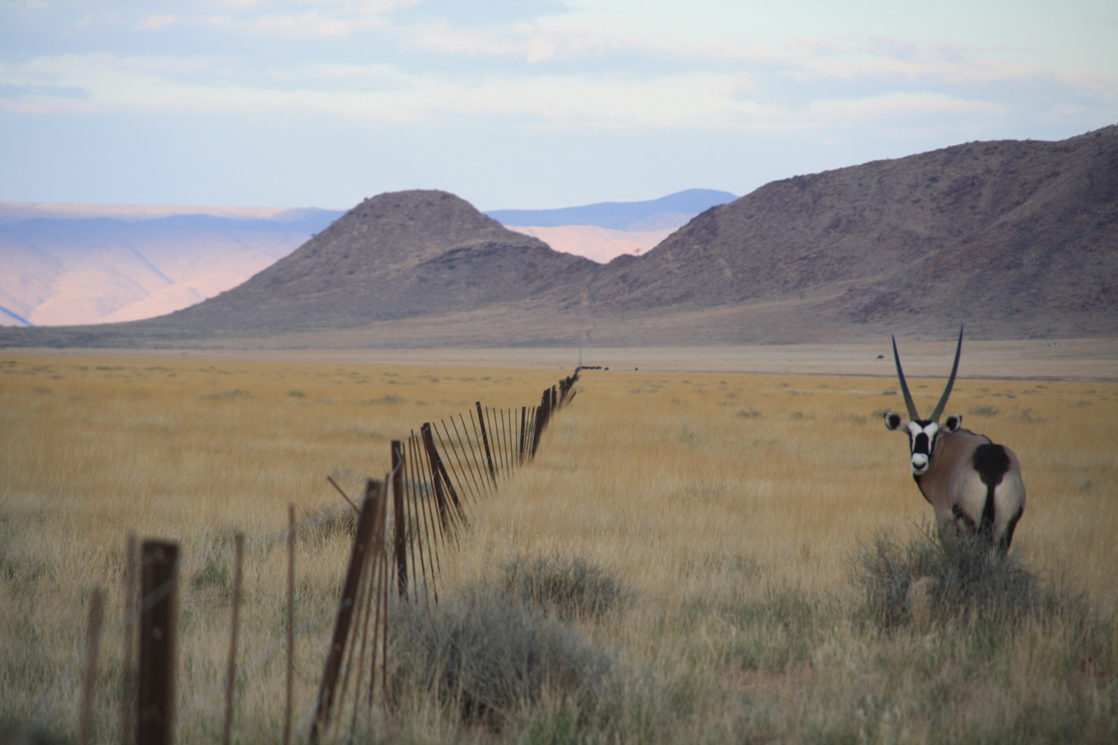 einsames Oryx