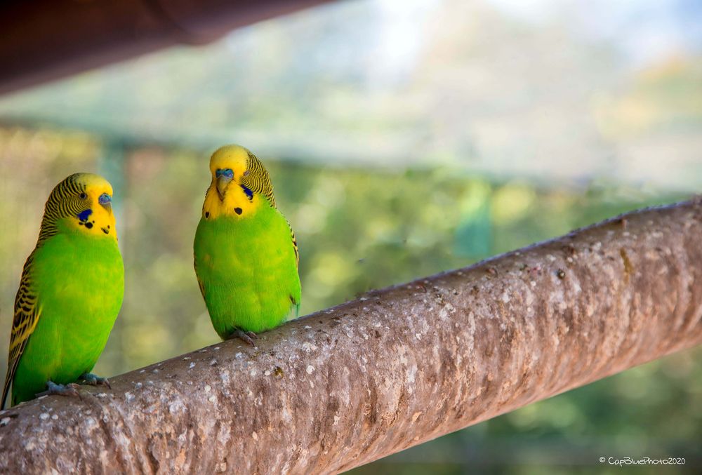 Einsames Pärchen im Australischen Gehege