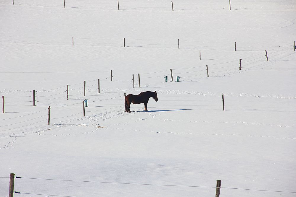 einsames Pferd