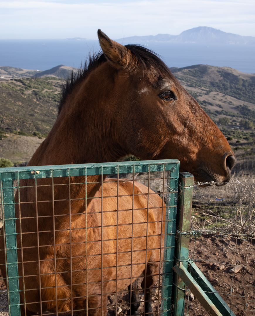 Einsames Pferd mit Blick auf Afrika