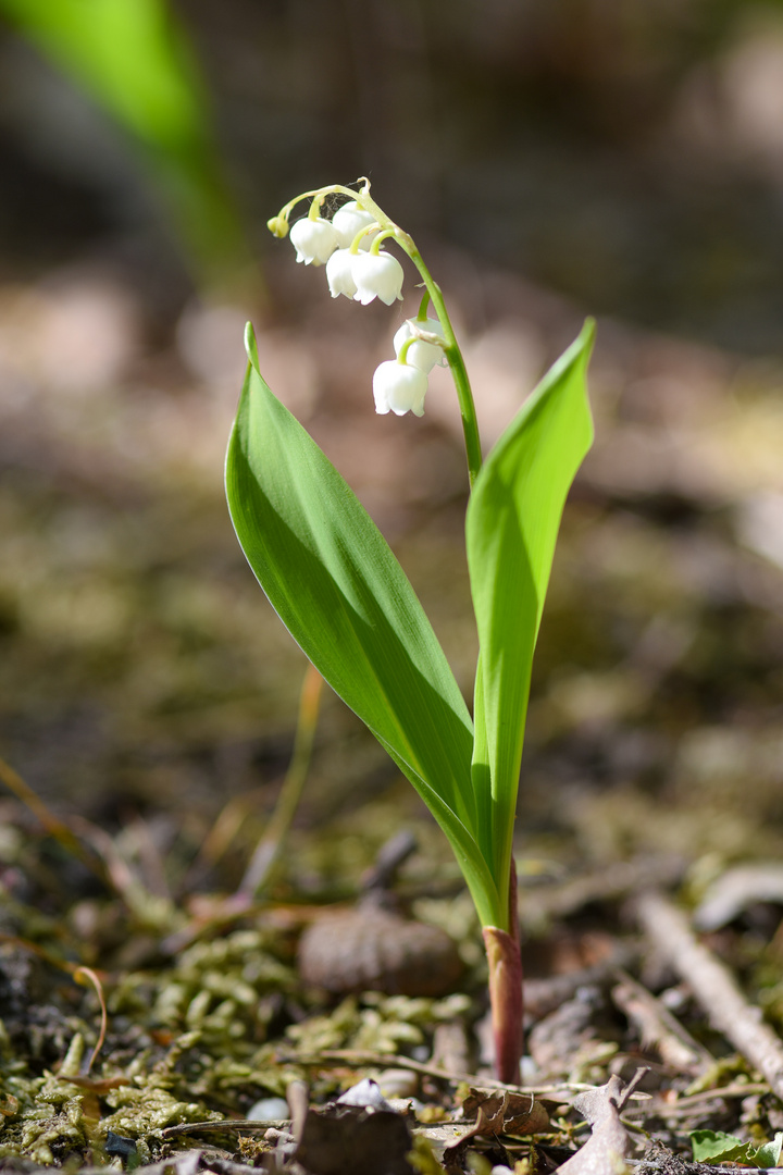 Einsames Pflänzchen