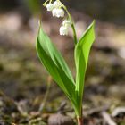 Einsames Pflänzchen