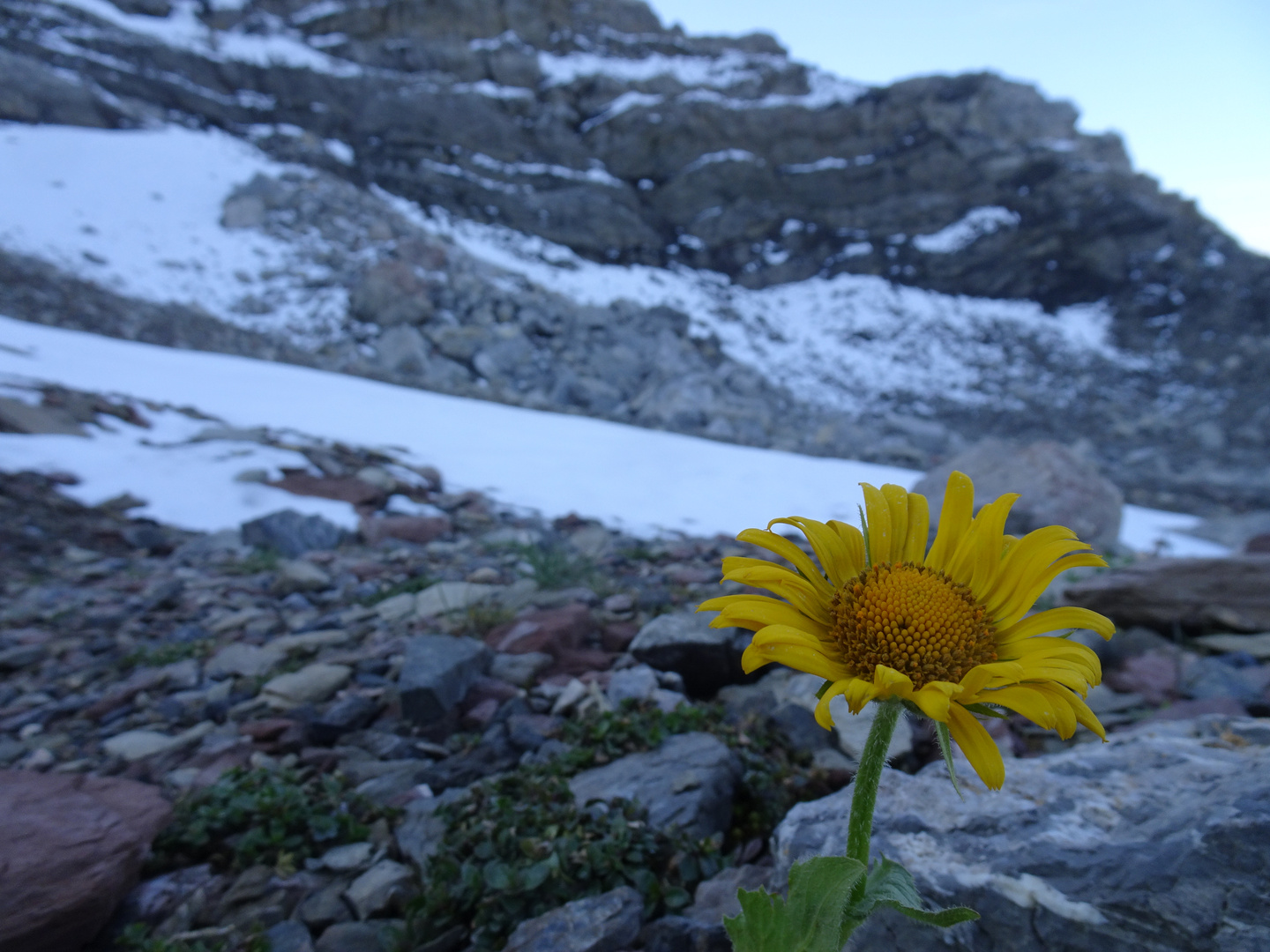 einsames Pflänzchen im Schnee