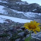 einsames Pflänzchen im Schnee