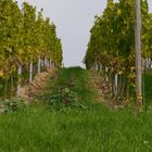 einsames Pflänzchen im Weinberg