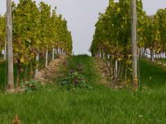 einsames Pflänzchen im Weinberg