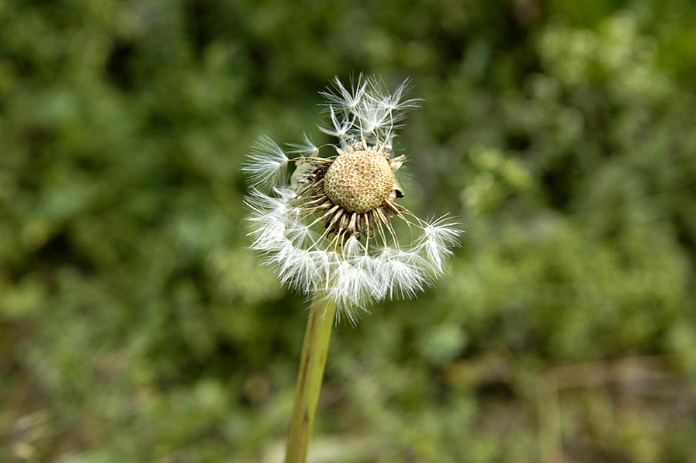 einsames pusteblümchen