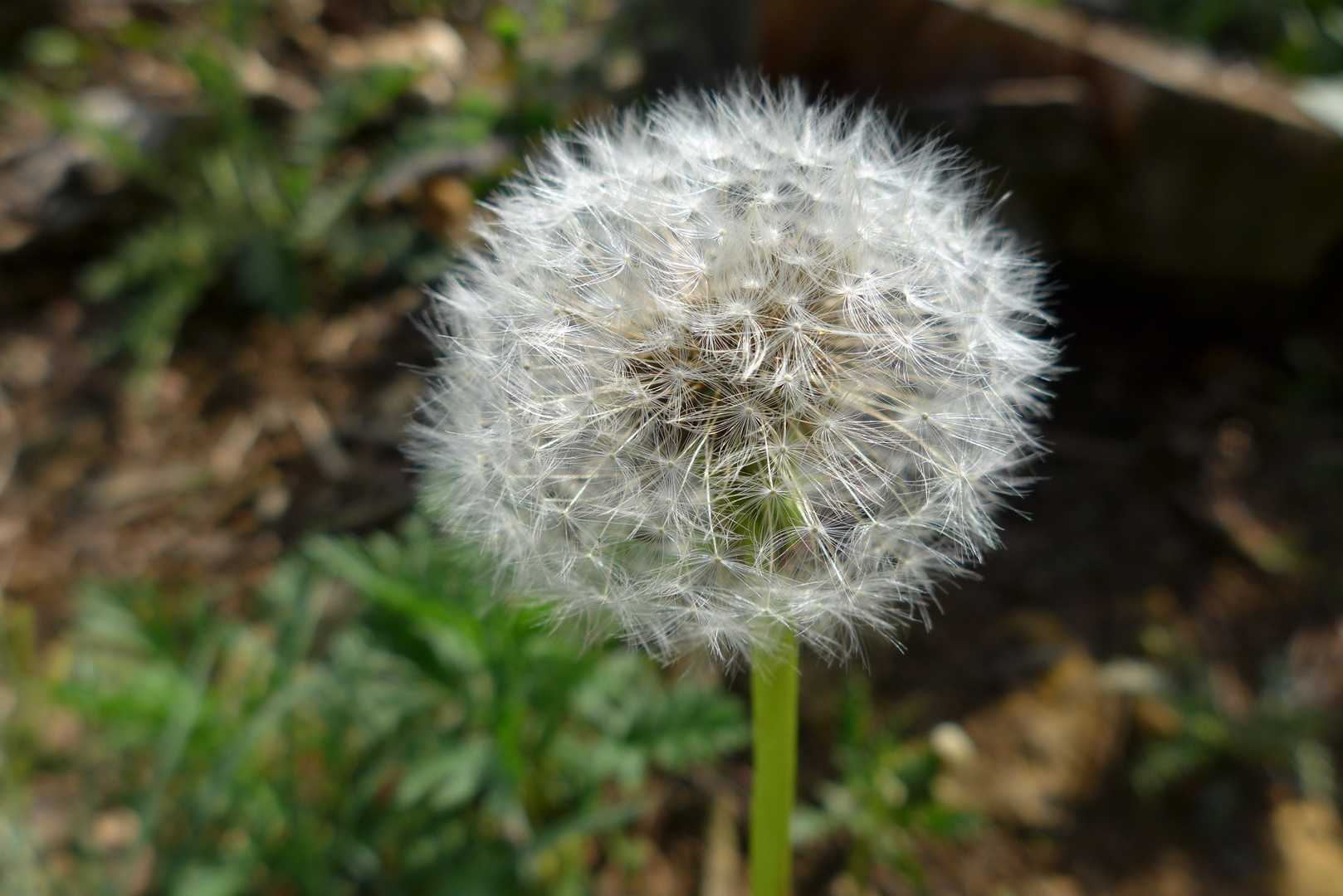 Einsames Pusteblümchen