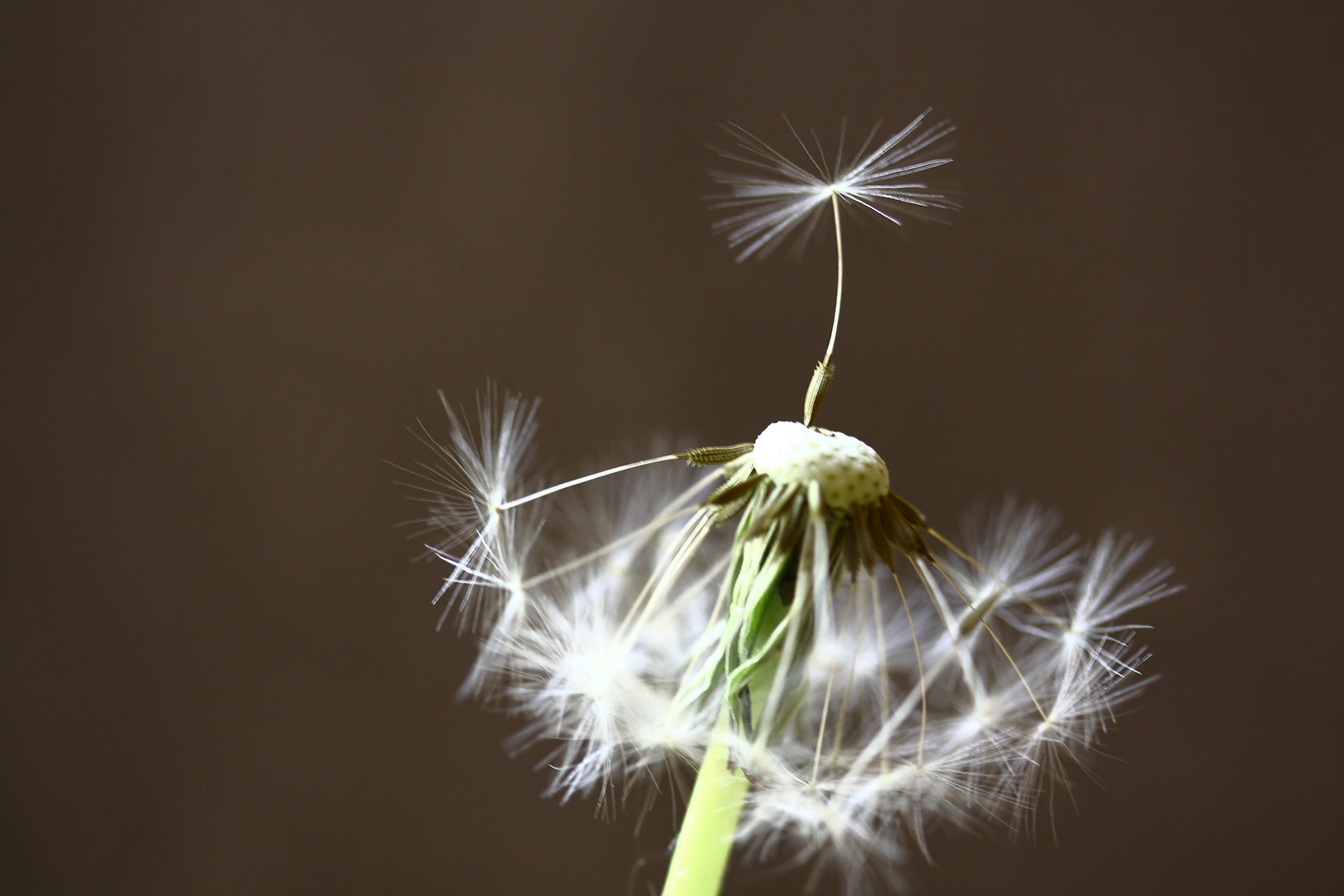 Einsames Pusteblumen-Schirmchen