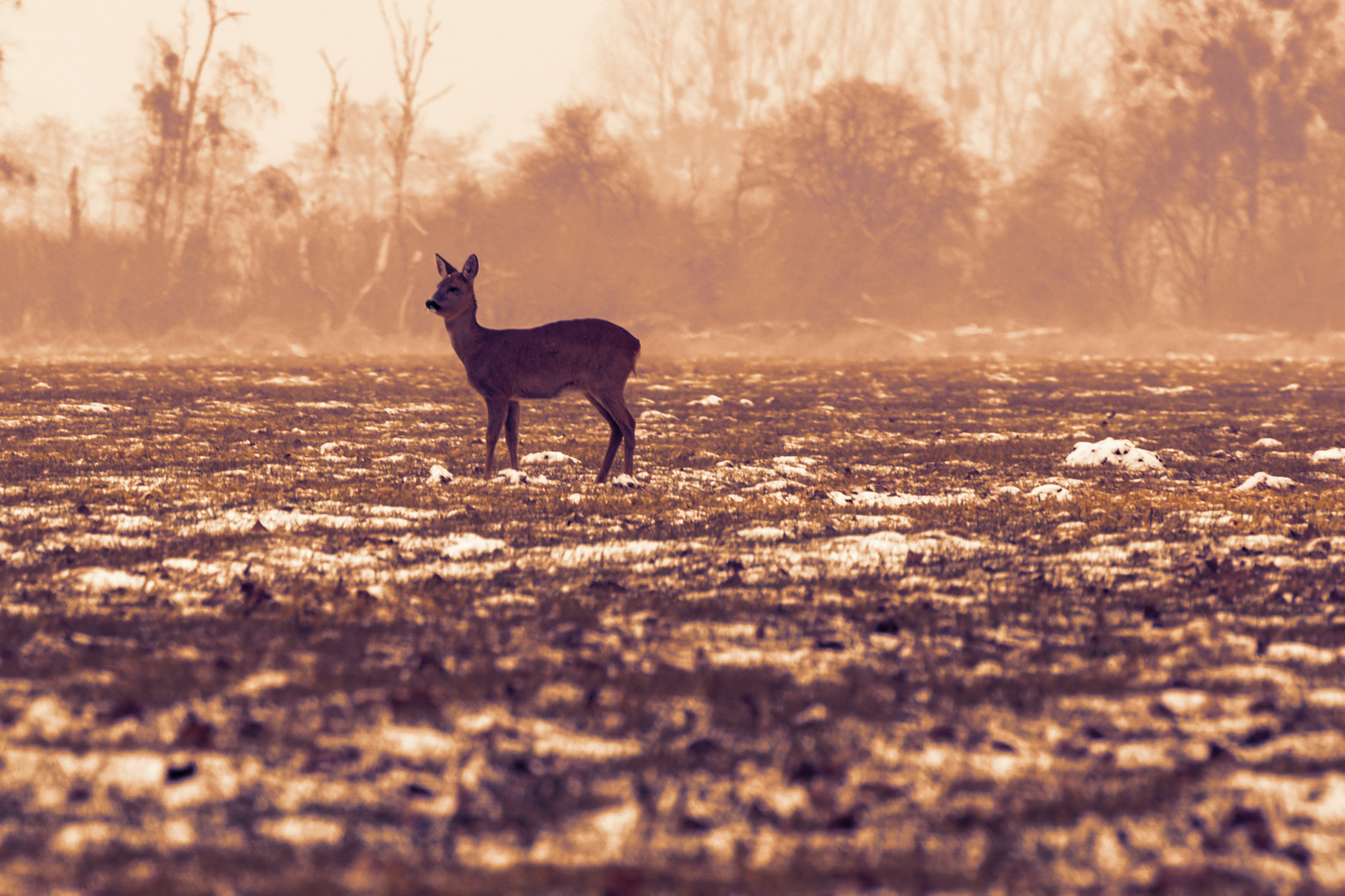 Einsames Reh auf der Wiese