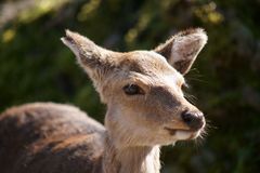 Einsames Reh im Wald