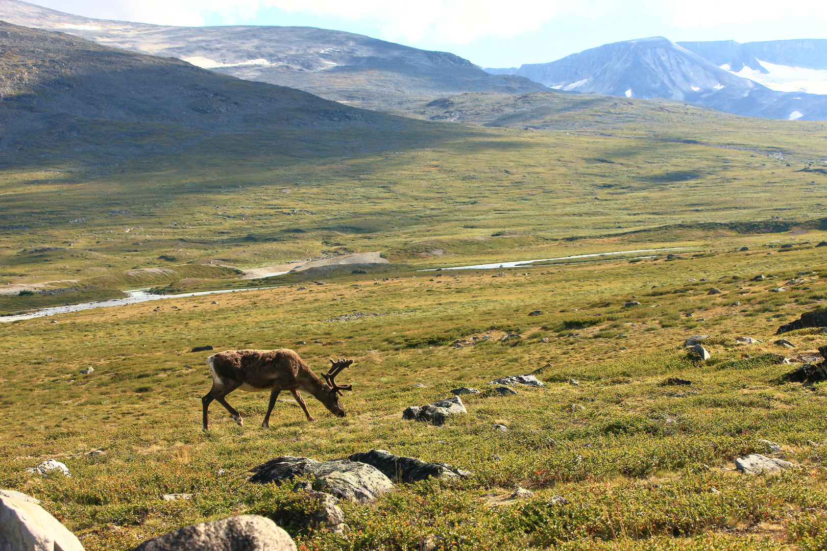 Einsames Rentier in Norwegen