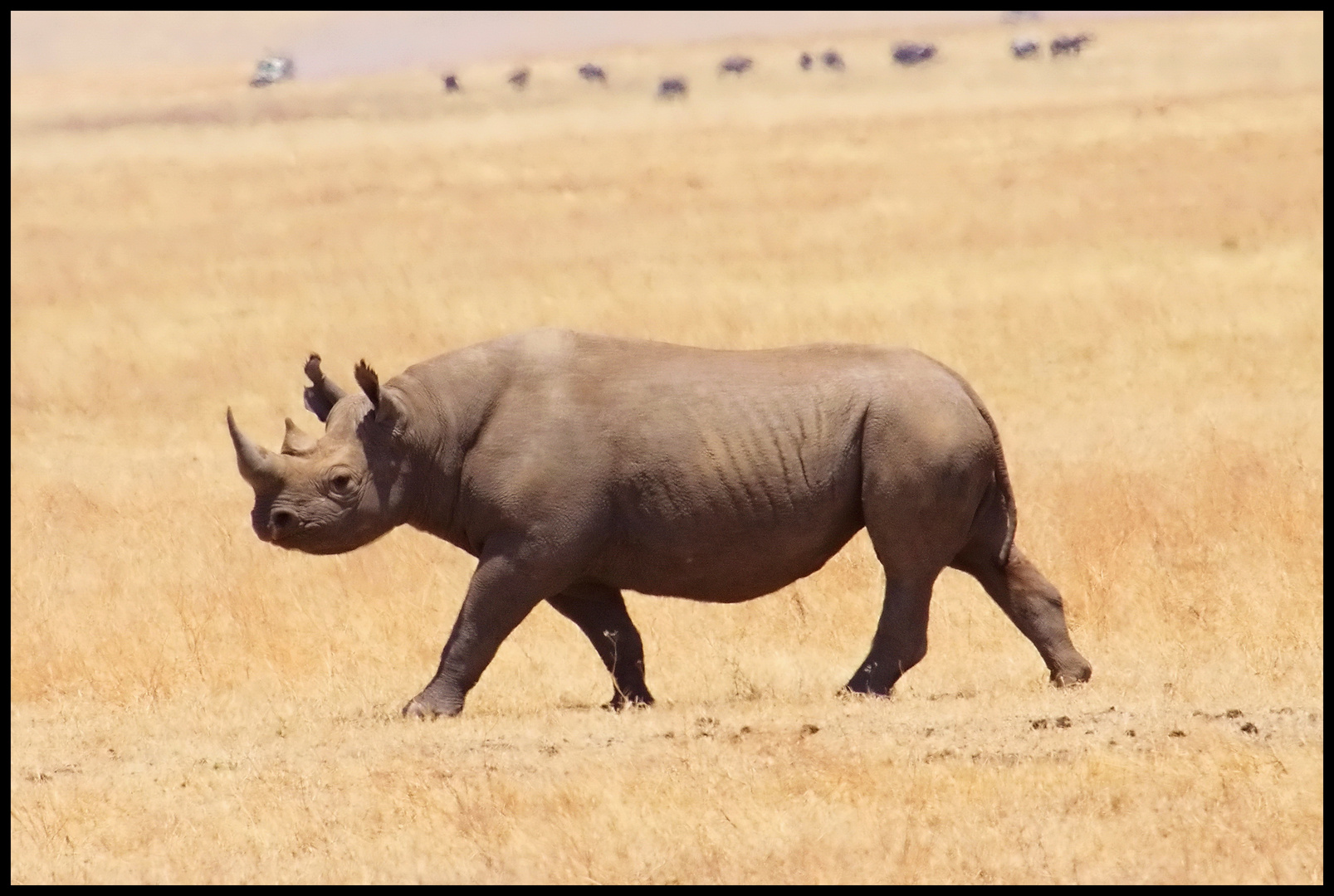 Einsames Rhino