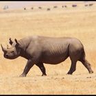 Einsames Rhino