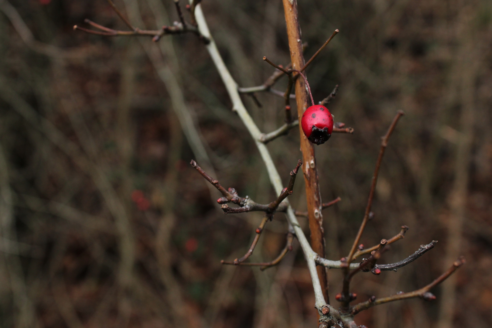 Einsames Rot