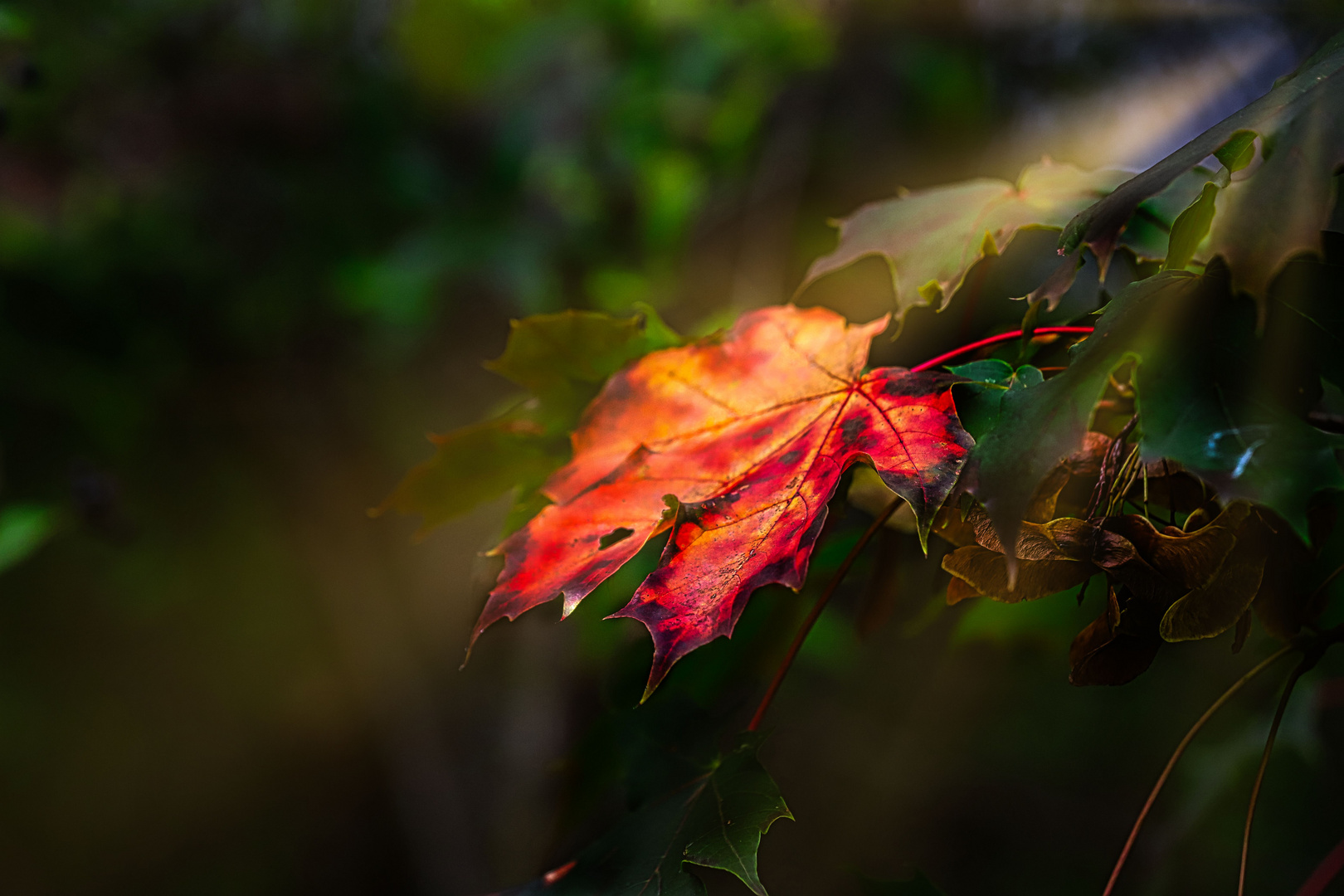 einsames rotes Blatt