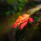 einsames rotes Blatt