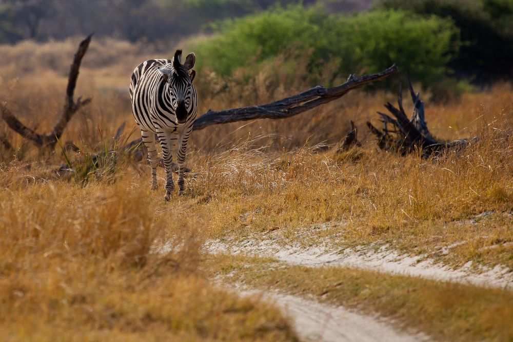 Einsames Steppenzebra