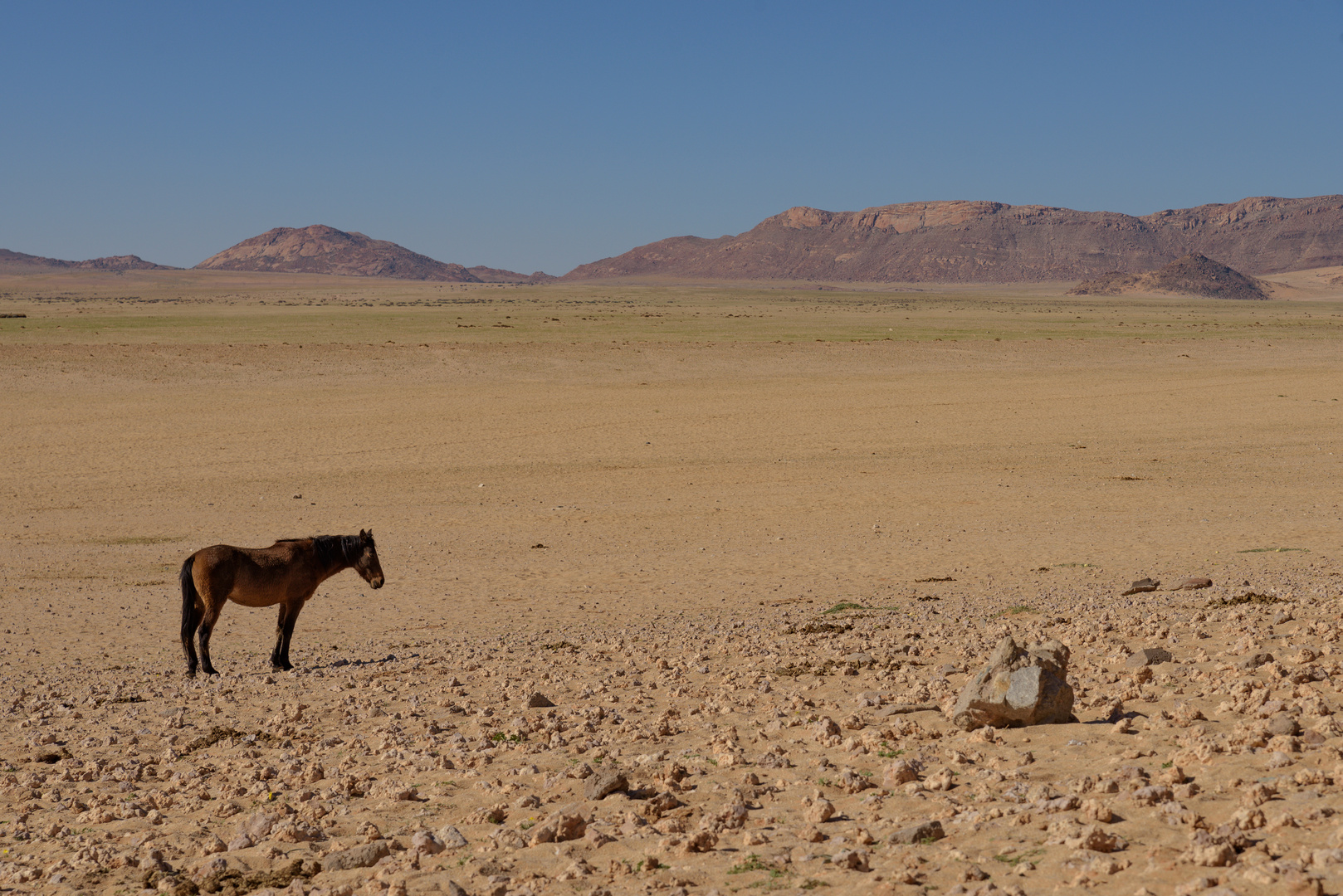 Einsames Wildpferd in der Wüste
