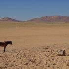 Einsames Wildpferd in der Wüste