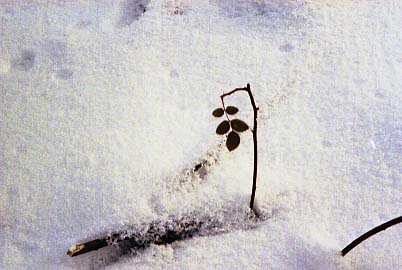 einsames winterblatt auf dem oswaldiberg...