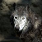 Einsames Wolfsgesicht