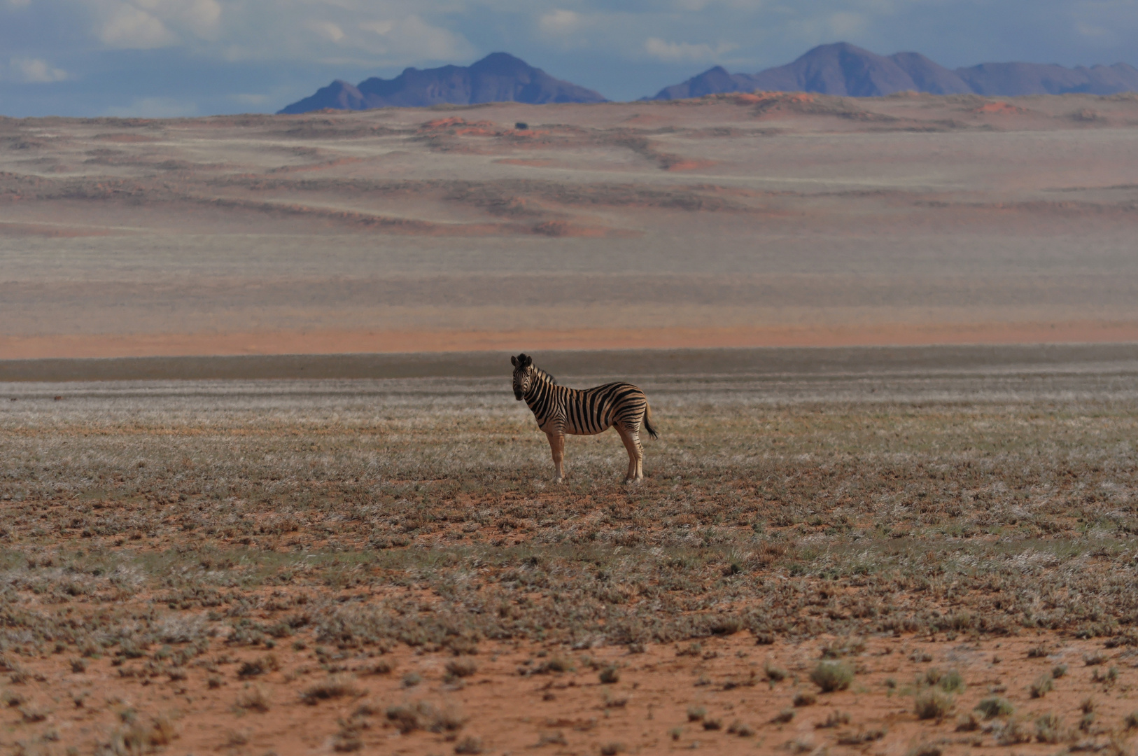 einsames Zebra..