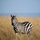 "Einsames" Zebra 