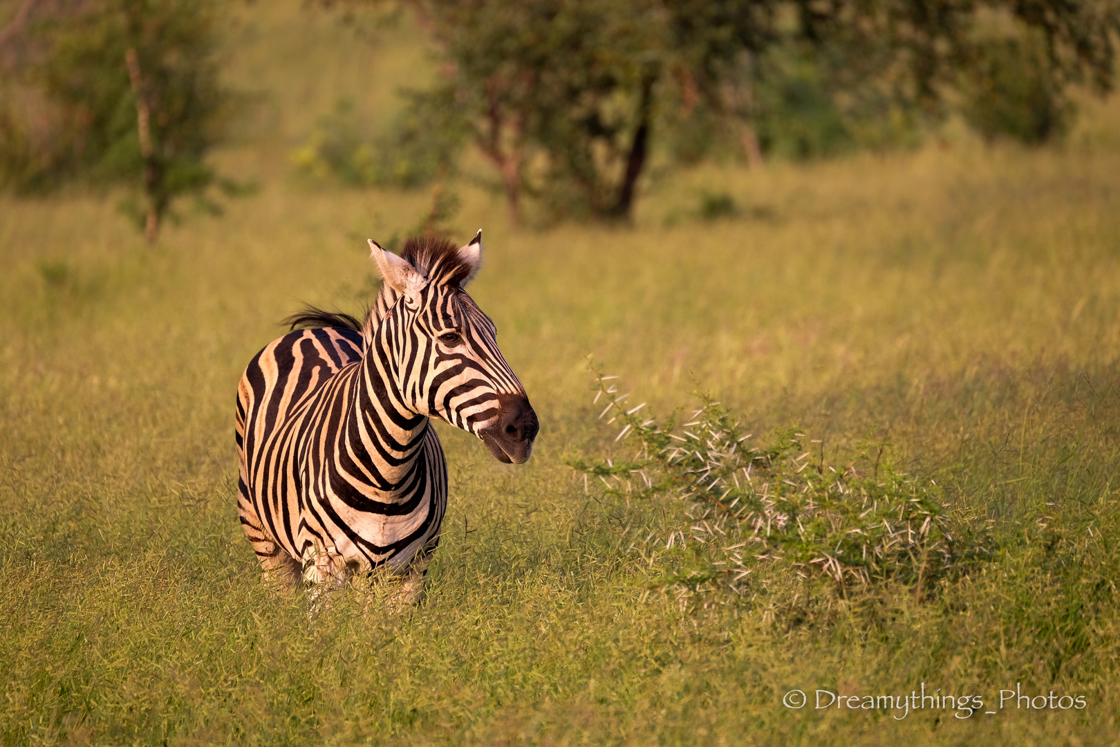 Einsames Zebra