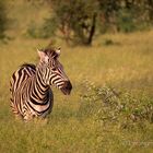 Einsames Zebra