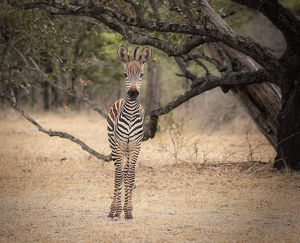 Einsames Zebra